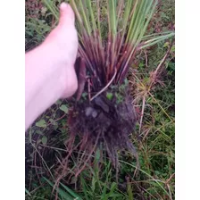 3 Plantas Mudas De Junco Do Brejo 