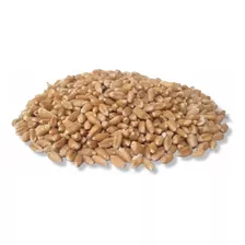 Trigo Semilla 1ra Calidad Panificable 10 Kg Agroecológico 