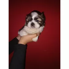 Shihtzu Hembra Minis 