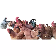 60 Huevos Fértil Gallina Rhode, Black Y Andaluza