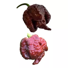 Pimenta Carolina Reaper Chocolate 50 Sementes Frete Gratis!!