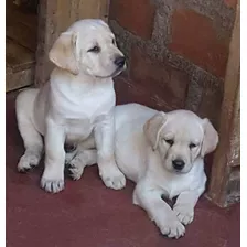 Cachorros Labradores Retriever , Dorados , Puros 