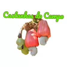 Castanhas De Cajú In Natura.