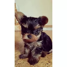 Yorky Macho Yorkie Yorki Mini Envíos Cartagena Ibague Neiva