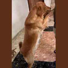 Perros-cachorro De Raza Golden Retriever 
