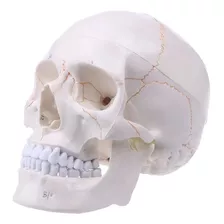 Modelo Cráneo Humano Tamaño Real Anatomía 1:1