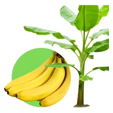 Kit 3 Mudas De Banana Prata Anã Brs Embrapa