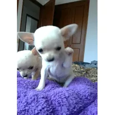 Cachorros Chihuahua Minitoy