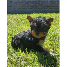  Yorkshire Terrier Machos