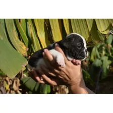 Bulldog Inglés Black Brindle White 