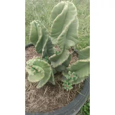 Mudas De Cactus Espiralado
