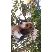 Beagle Hembra