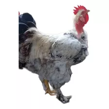 Huevos Fértil Gallinas Criollo Gigante Por Brahma X 6 Unidad