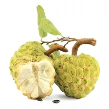  Frete Grátis Pinha Annona Squamosa Sementes Fruta P/ Mudas