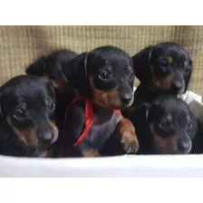 Perros Salchichas Cachorros Mini