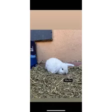 Conejos Criollos Cruza Con Enanos Bebes