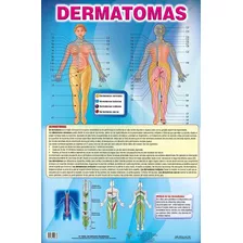 Dermatomas (tamaño Pósters)