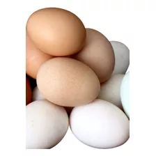 Huevos Criollos