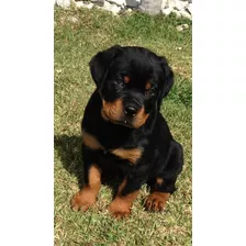 Rottweiler Cachorros Super Calidad 