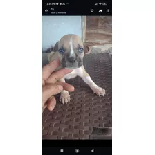 Cachorritos Bóxer En Venta.