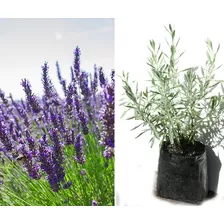 Planta De Lavanda Hierbas Decorativas Y Aromaticas Ecuador