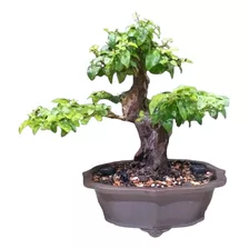 Bonsai Ligustro 