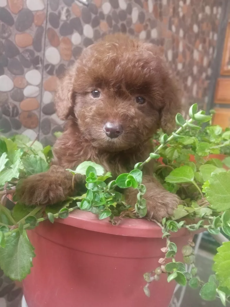 Cachorros French Poodle Minitoy Chocolate 