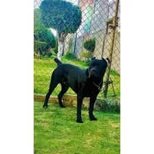 Cachorros Cane Corso (mastin Italiano)