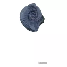 Ammonite 