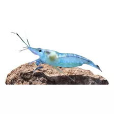 Neocaridina Blue Jelly 5 Unidades Gambas De Agua Dulce