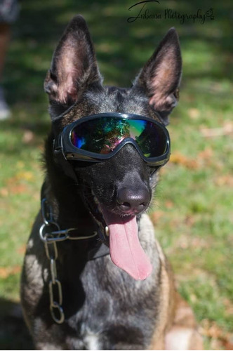 Antiparras Para Perro/ Gafas Para Perro K9 Protección Ocular