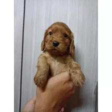 Cocker Spaniel