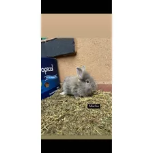 Conejos Cabeza De León Enanos