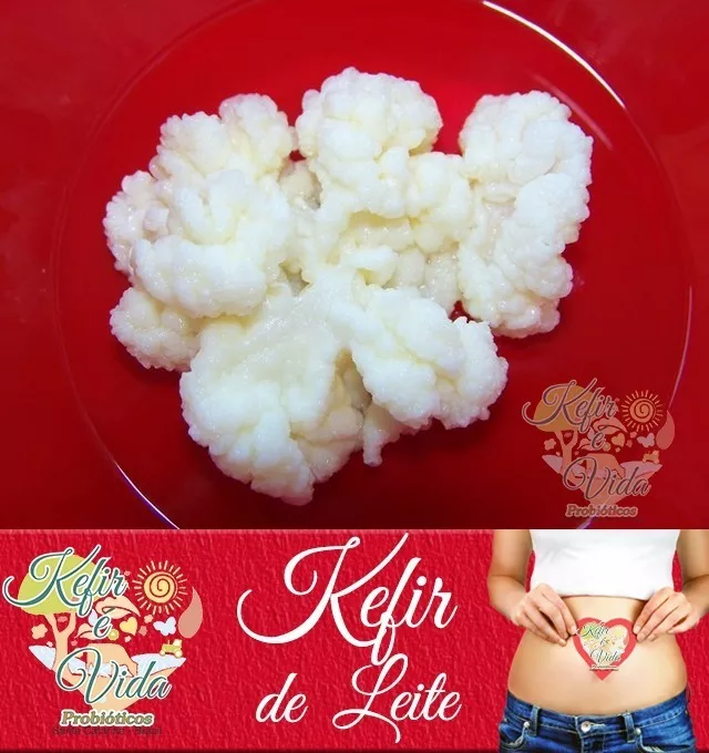 Kefir De Leite (bichinho Do Iogurte) + Suporte + Brinde