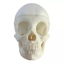 Cráneo Detalles Anatomía Precisos. No Chino, Envío Gratis