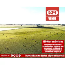 Venta Campo Soriano 1200 Has Agrícola Ganadero 46% Efectivo Para Realizar Cultivos Alta Rentabilidad A Minutos De Puerto