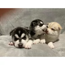 Husky Siberiano Cachorros