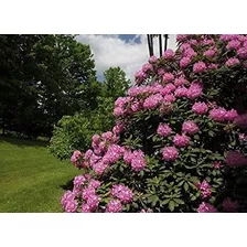 Sementes Bonsai Azalea Rhododendron Maximum Flor P/ Mudas