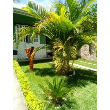 Vendo Excelente Casa Com Garagem E Quintal Com Jardim.