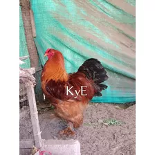 Huevos Gallina Brahma Excelente Genética Por 10 Unidades 