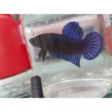 Bettas Pibutt Conbate