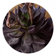 Muda Suculenta Echeveria Black Prince/ Rosa Negra