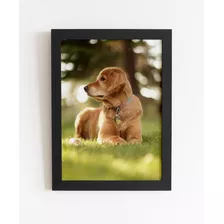 Quadro Decorativo Golden Retriever No Parque