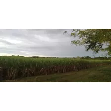 Finca De Caña De Azúcar En El Seibo