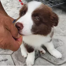 Hermosos Cachorros Border Collie Hembra Chocolate Disponible