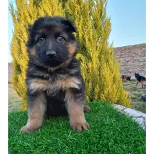 Cachorros Pastor Aleman Padres Inscritos