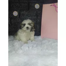 Cachorros Shihtzu 