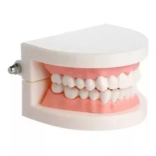Manequim Modelo Dentário Odonto Boca Inteira Dente Dentista