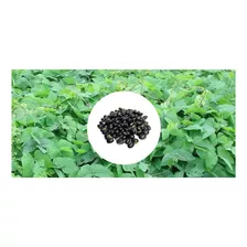 Mucuna Preta/ Recuperação De Solos - 7kg De Sementes