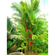 10 Sementes Palmeira Laca Vermelha Cyrtostachys P/ Plantio